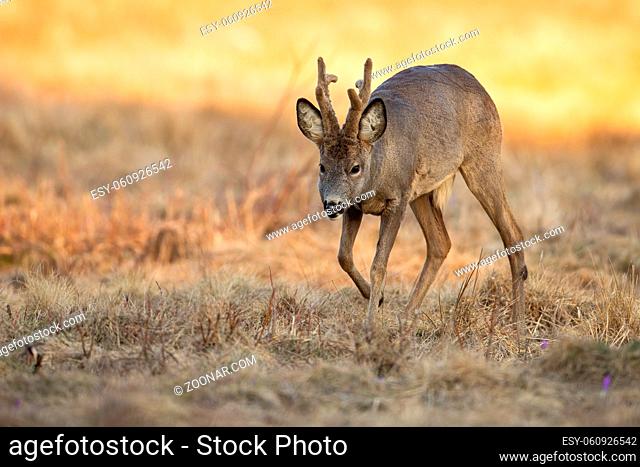 Roe deer, capreolus capreolus, walking on dry field in sunny spring nature. Roebuck with new velvet antlers marching on meadow