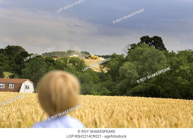 England, Hertfordshire, Hitchin. A small boy watches the combine across a wheat field in August