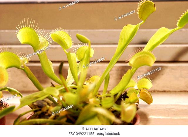 A closeup of this rare and unique carnivorous venus flytrap plant situated in the windowsill at home to soak up the sunshines nutrients