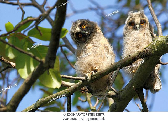 Jungvögel der Waldohreule Asio otus auf einem Ast eines Wallnussbaumes sitzend, Young birds of the Long-eared Owl Asio otus sitting in the branches of a walnut...
