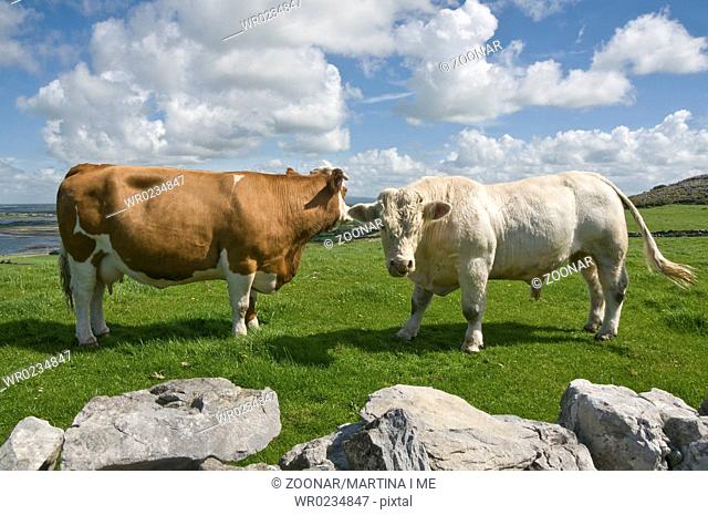 white bull with brown cow