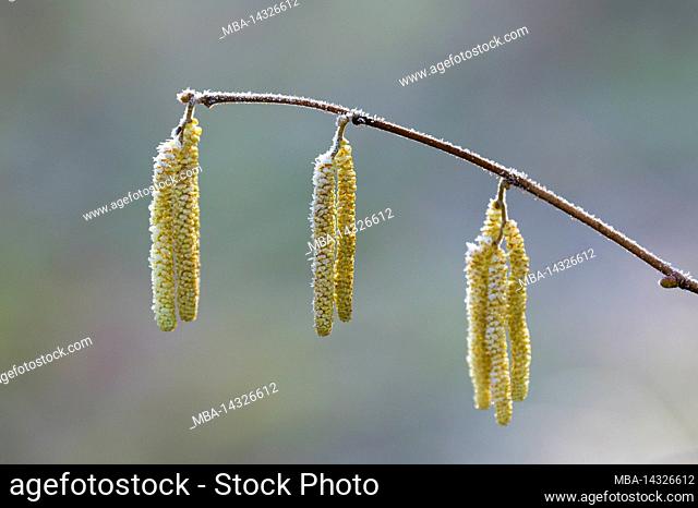 Flower catkins from hazel bush (Corylus avellana) are covered with hoarfrost, morning light, Wasgau, Pfälzerwald Nature Park