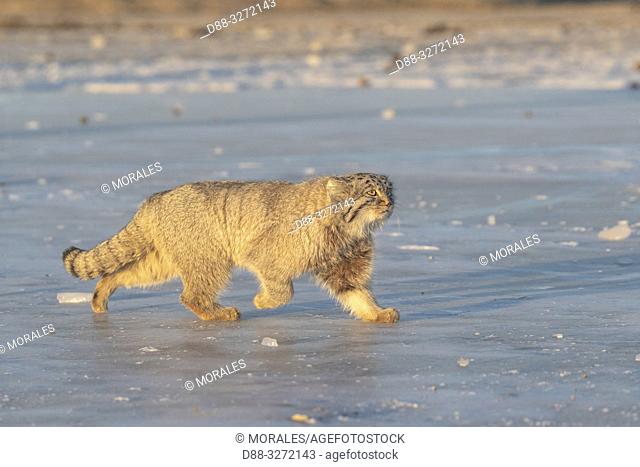 Asia, Mongolia, East Mongolia, Steppe area, Pallas's cat (Otocolobus manul), moving, walking