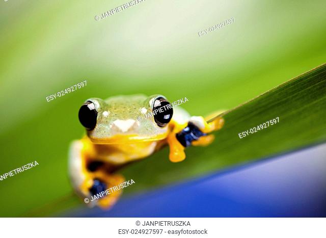 Green tree frog on colorful background