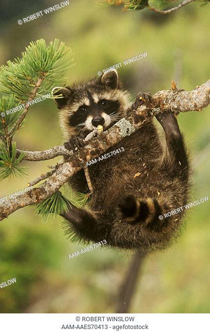 Young Raccoon hanging from Tree Limb (Procyon lotor)