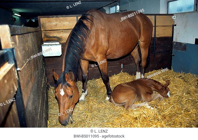 Zweibruecken horse (Equus przewalskii f. caballus), mare with foal in stable