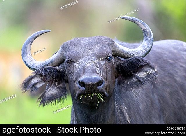 Cape buffalo (Syncerus caffer) gather during the rainy season to graze the lush grasslands at Ishasha in the southwest sector of the Queen Elizabeth National...