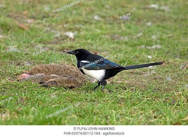 Common Magpie Pica pica adult, feeding on rabbit carcass in pasture, England, march