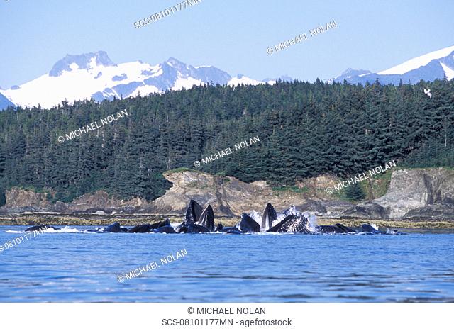 Humpback Whales Megaptera novaeangliae cooperatively 'bubble-net' feeding in Lynn Canal, Southeast Alaska, USA
