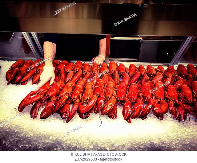 Cooked lobsters caught locally being placed in a showcase on ice, Halifax, Canada