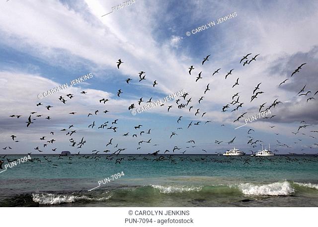 Flocks of blue footed boobies Sula nebouxii excisa flying over the seashore at Bachas Beach, Santa Cruz Island