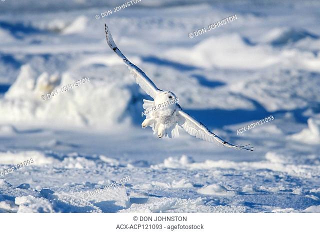 Snowy owl (Bubo scandiacus) hunting along shore of Hudson Bay