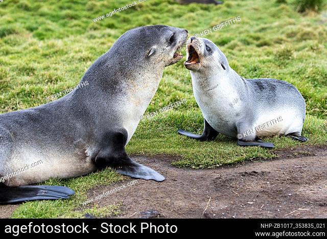 Mother and pup Antarctic Fur Seal Arctocephalus gazella South Georgia