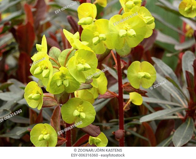Wood spurge - Euphorbia amygdaloides 'Purpurea'