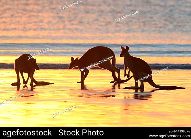kangaroo on beach at sunrise, mackay, north queensland, australia