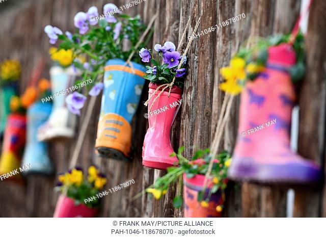 Rubber boot as flower pots, Germany, city of Hilkerode, 26. March 2019. Photo: Frank May | usage worldwide. - Hilkerode/Niedersachsen/Germany