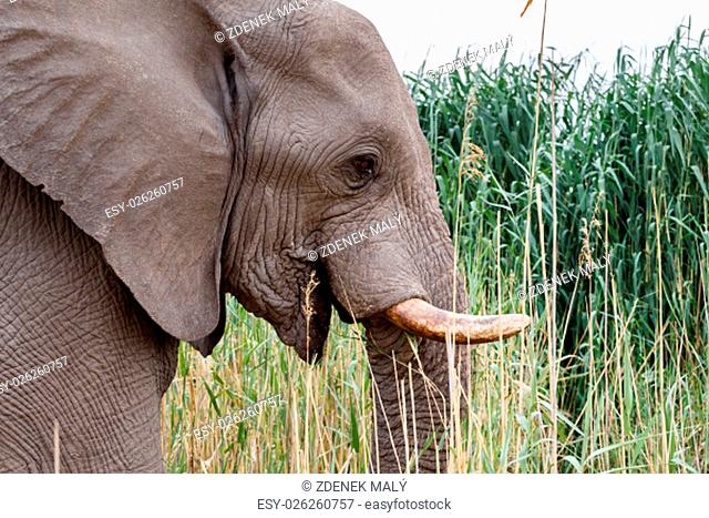 Portrait of african elephants, Etosha national Park Ombika Kunene, Namibia, wildlife photography