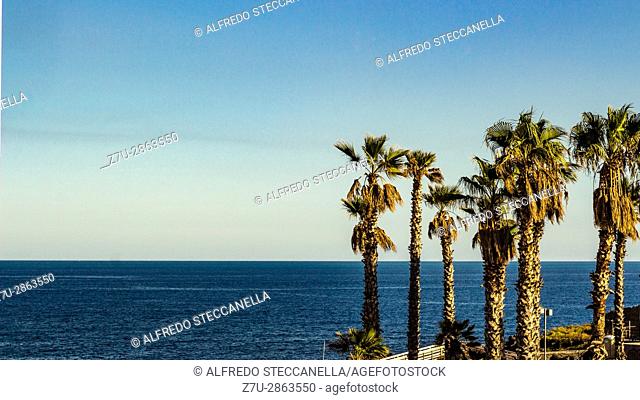 Catania - Italy. The autumn palm trees on the background of sky and sea