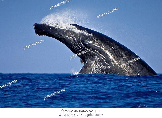 Humpback Whale Head-lunging, Megaptera novaeangliae, Pacific Ocean, Hawaii, USA