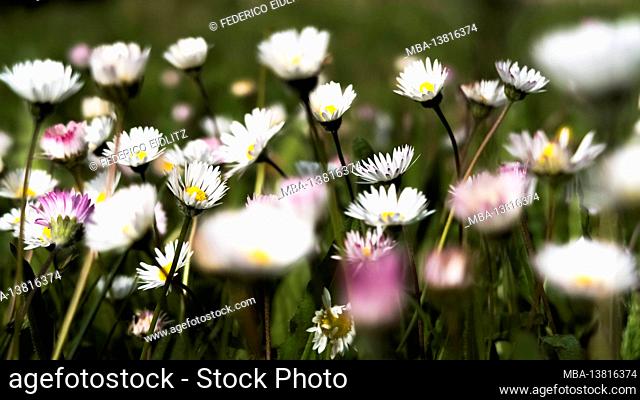 Meadow with daisies in Fleury d'Aude in spring