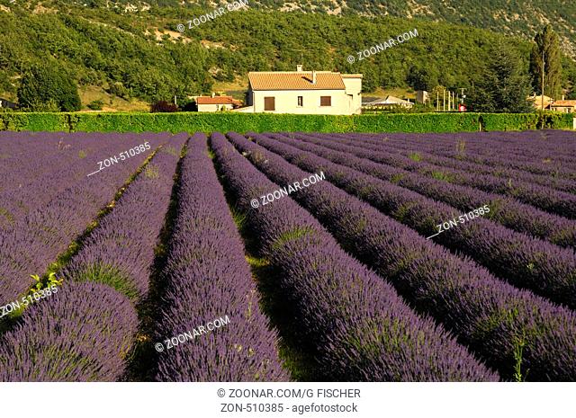Lavendel (Lavandula angustifolia), Provence, Frankreich / Lavender (Lavandula angustifolia), Provence, France