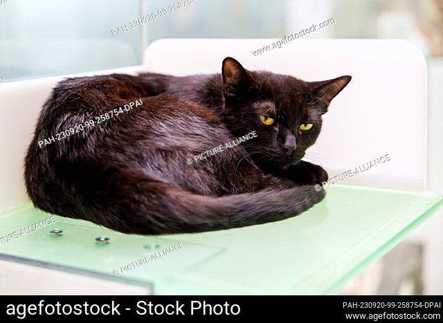 PRODUCTION - 11 September 2023, Bavaria, Nuremberg: An unneutered outdoor cat lies in its box at the Nuremberg animal shelter
