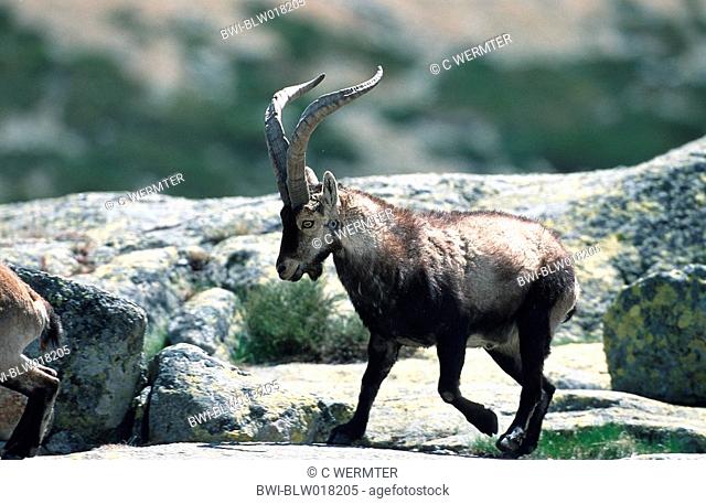 Spanish Ibex Capra pyrenaica victoriae, male, Mai 99