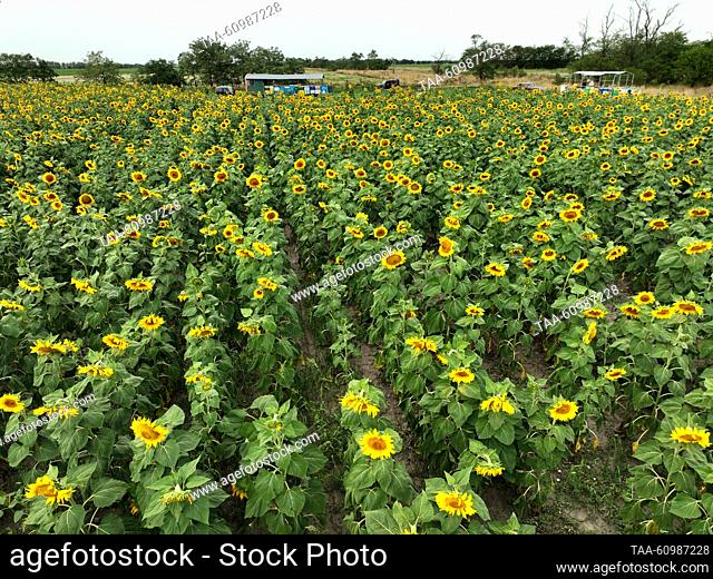 RUSSIA, KHERSON REGION - AUGUST 10, 2023: Trailers with beehives (in the distance) are seen in a field of sunflowers in Askania-Nova in summer