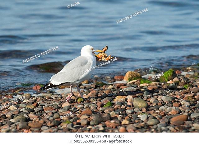 Herring Gull Larus argentatus adult, summer plumage, feeding on crab, Chanonry Point, Black Isle, Moray Firth, Scotland, july