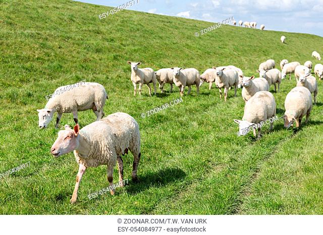 Herd of sheep grazing along a Dutch dike