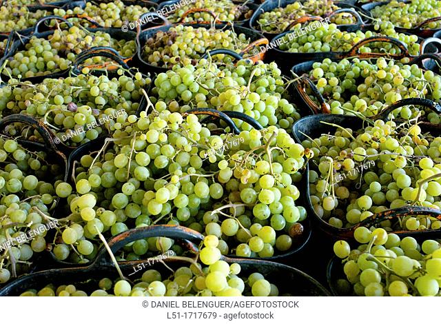 Moscatel grapes in baskets before drying, Lliber, Alicante, Spain