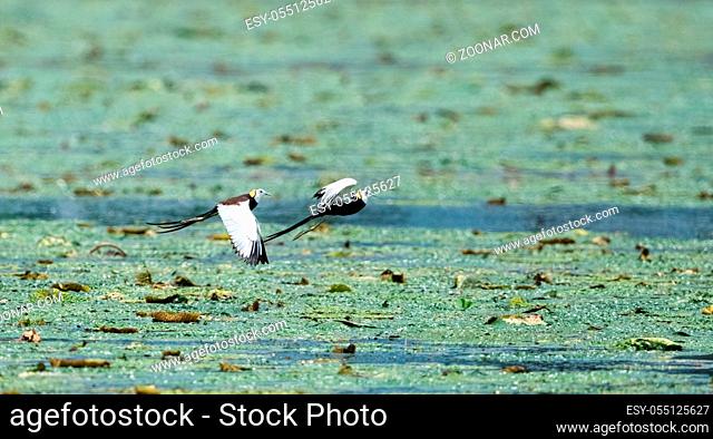 pheasant-tailed jacana, water pheasant in flight on gorgon fruit pond