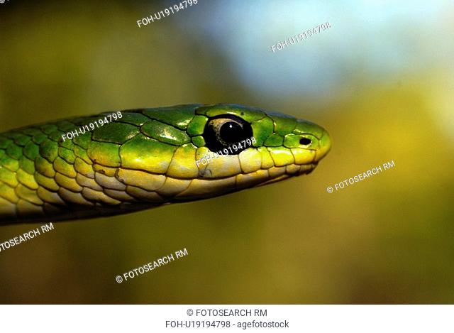 pattern rough green snake opheodrys aestivus