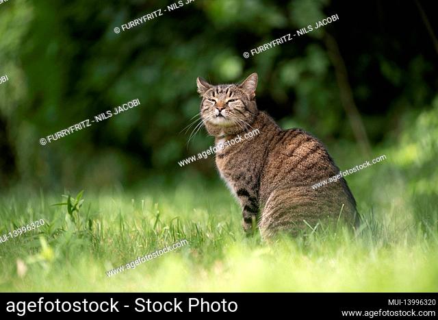tabby cat sitting on green grass outdoors making funny face looking at camera