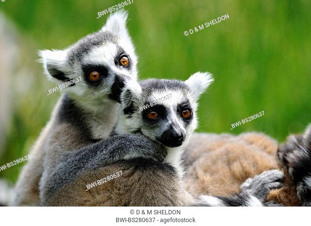 ring-tailed lemur Lemur catta, two individuals embracing