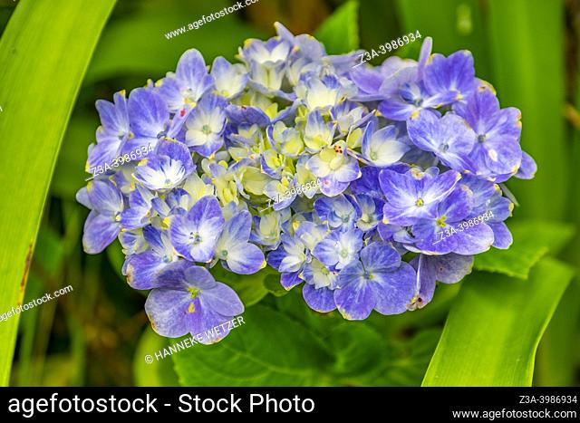 Furnas, Sao Miguel Island, Azores, Portugal - May, 2022: closeup of a Hydrangea flower in a botanical garden