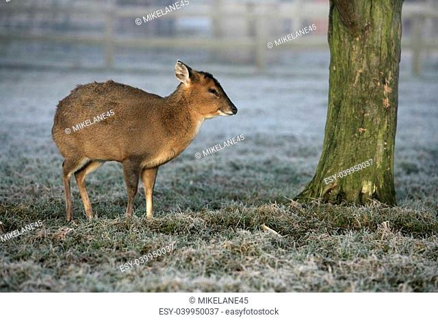 Muntjac, Muntiacus reevesi, single deer in frost, Midlands