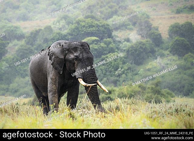 African Elephant (Loxodonta africana) in Aberdare National Park, Kenya