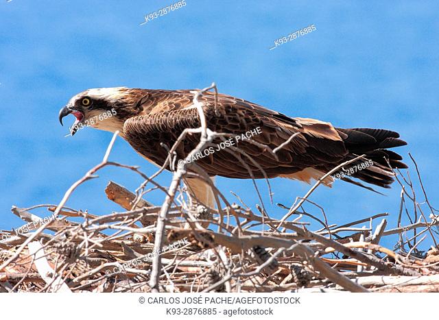 Osprey (Pandion haliaetus). Parque Nacional del archipielago de Cabrera. Majorca, Balearic Islands, Spain