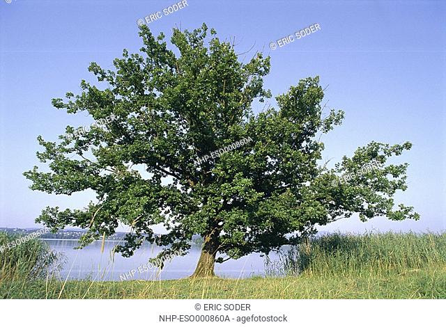 SESSILE OAK Quercus petraea Seasonal sequence: Summer Canton of Zurich, Switzerland