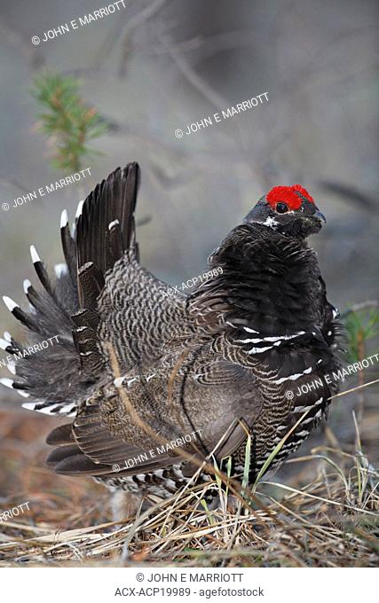 Male spruce grouse Dendragapus canadensis displaying during mating season, Western Canada
