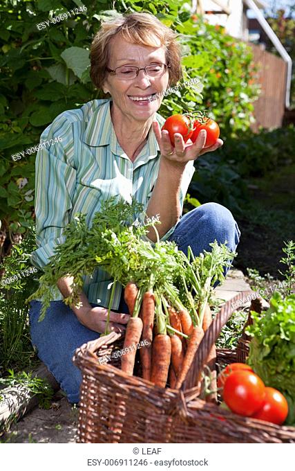 Senior woman in garden picking fresh produce