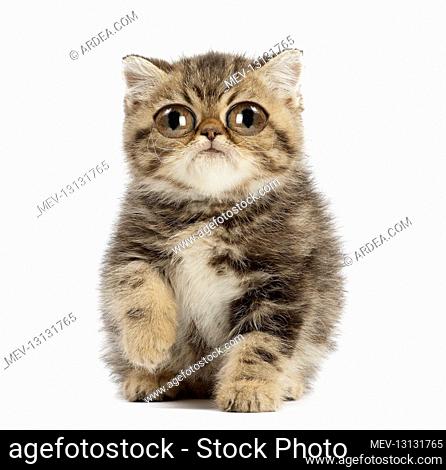 Exotic Shorthair Cat, kitten with large eyes