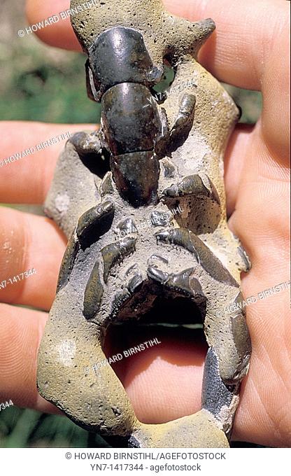 Close up of a fossilized scorpion in a human hand