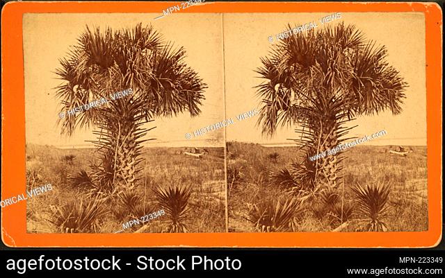 Cabbage Palmetto. Robert N. Dennis collection of stereoscopic views United States States Florida. Stereoscopic views of gardens, plants and trees in Florida