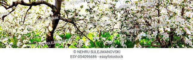 panorama of flowering apple orchard in spring, image