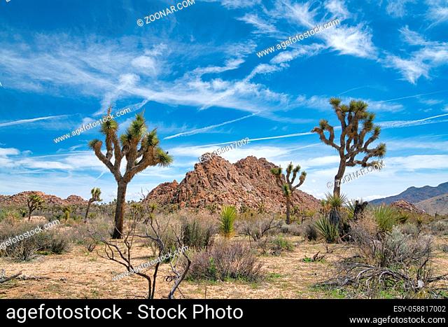 Joshua Tree National Park in California with Joshua tree plants against blue sky. Rocky mountains and arid land can also be seen in this amazing mojave desert...