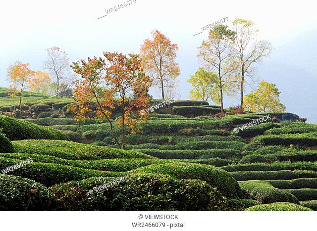 Tea garden in Yixian County, Anhui Province, China
