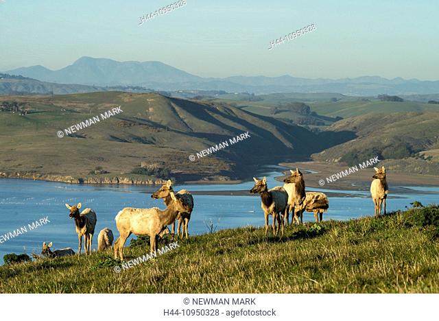 tule elk, elk, animal, point Reyes, national, seashore, USA, United States, America, California