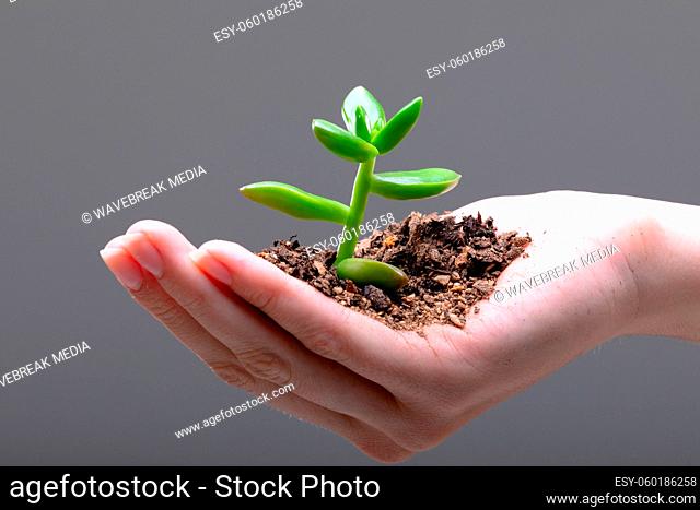 Close up of caucasian businesswoman holding plant seedling, isolated on grey background